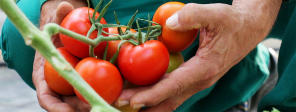 OZONO agrícola. El revolucionario desinfectante natural a prueba en 22 Hectáreas de Tomate